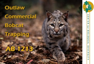 Bobcat Alert AB 1213 Bobcat Alert AB 1213